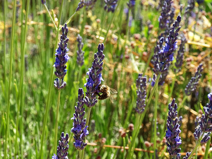 пчела, лавандула, цвете, насекоми, природата, цветен прашец, мед