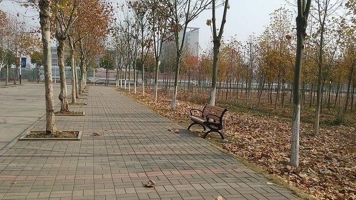 autumn, school, roadside, stroll, bench, parking, leaf