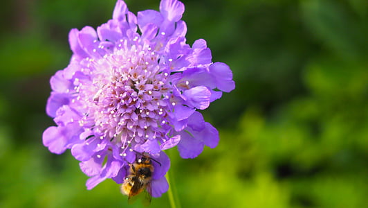 purple flower, bee, nature, insect, pollination, blossom, nectar