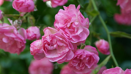naik, merah muda, bunga mawar, wangi, Cantik, warna-warni, warna
