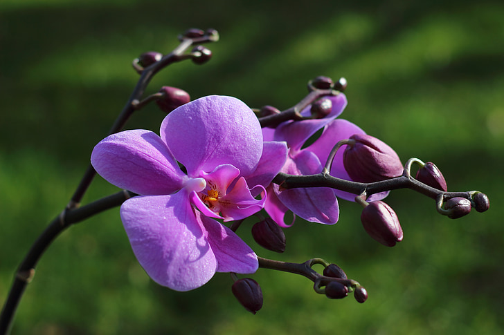 орхідея, квітка, цвітіння, цвітіння, фіолетовий, фіолетовий