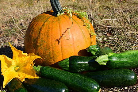 pumpkin, close, autumn, yellow, nature, orange, vegetables