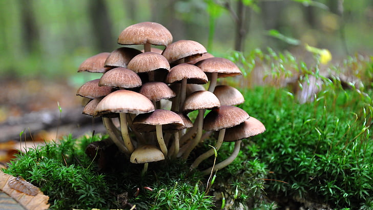 champignon, skov, efterår, coprinus, natur, svamp, close-up