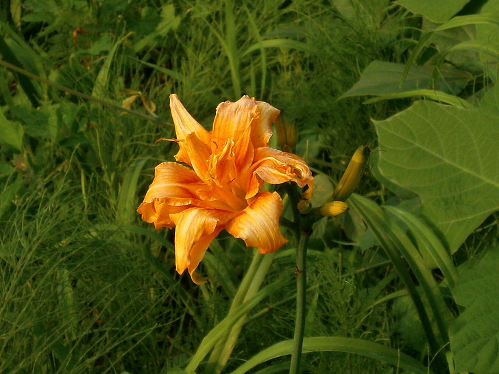Lily, Yuri, yabcanzou, 藪萱草, orange, Liliaceae, på vejene