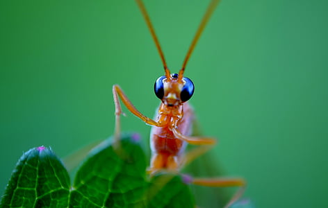 insekt, øjne, sonden, natur, makro, close-up linse