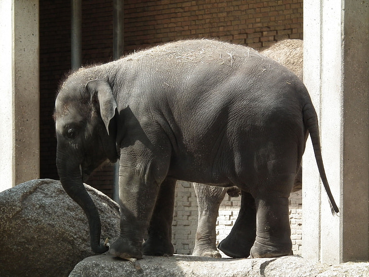 elefant, zoològic, Hotels a Berlín
