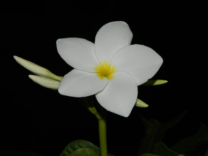 λουλούδι, φύση, λευκό, άνθιση, πράσινο, φυτό, καθαρή