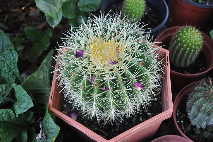 cactus, planta, cactus, botànic, botànica, suculentes, flora
