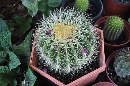 cactus, planta, cactus, Botánico, Botánica, suculenta, flora