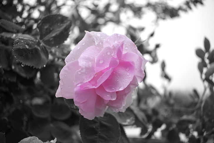 preto e branco, closeup, flor, -de-rosa, jardim, rosas, flores