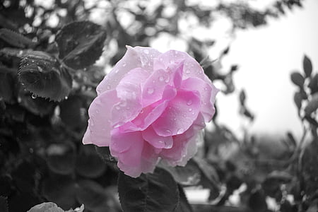 svart och vitt, närbild, blomma, Rosa, trädgård, rosor, blommor