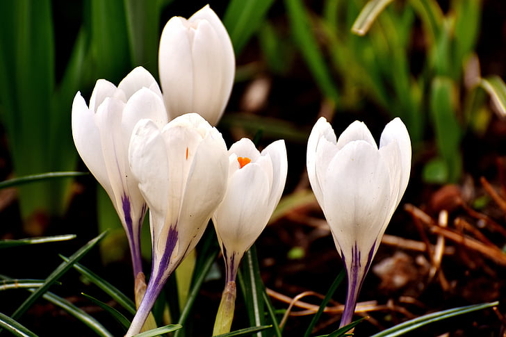 Crocus, kukka, valkoinen, Blossom, Bloom, kevään, Luonto