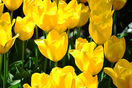 Tulip, bunga, kuning, banyak, musim semi, bunga, alam