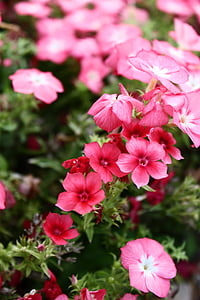 kukat, vaaleanpunainen, kesällä, vihreä, kevään, luonnollinen, kasvi