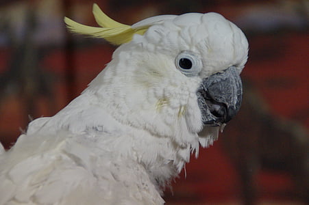 Kakadu, ptica, bijeli Kakadu, papiga, perje, životinja, bijeli
