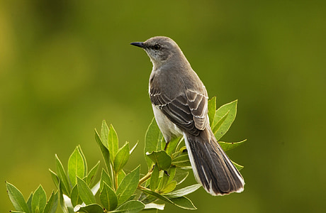 mockingbird, bird, perched, wildlife, nature, northern, branch