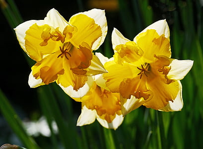 daffodils, osterglocken, filled, breeding, yellow, white, macro