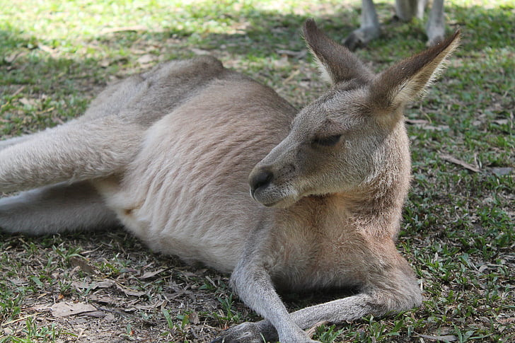 Känguru, Australien, Tiere