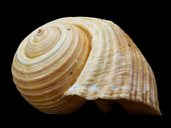 shell, snail shell, snail