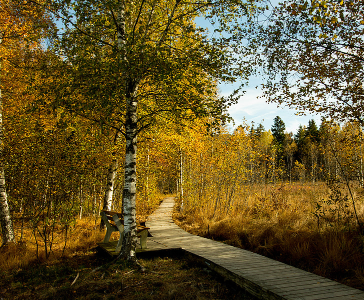 Allgäu, leśna ścieżka, drewniana ścieżka, Moor, jesień, kolory jesieni, sieci Web