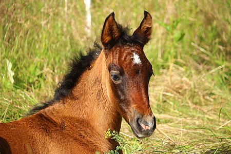 horse, foal, brown mold, suckling, thoroughbred arabian, horse head, pasture