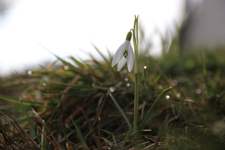 Snowdrop, primer bloomer, presagi de la primavera, primavera