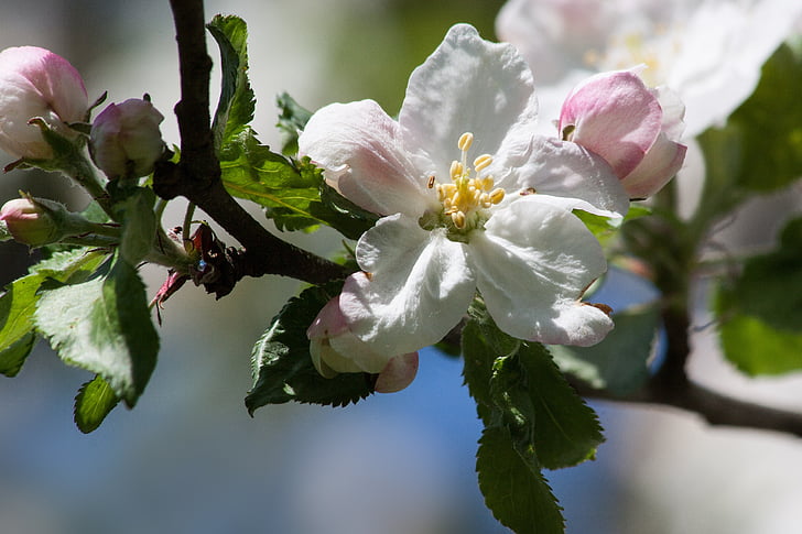 elma çiçeği, Bloom, çiçekler, Bahar, Lenz, bir, dört mevsim