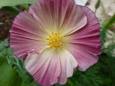 vaaleanpunainen unikko kukka, Puutarha, kesällä, Kaunis, Sulje, kukinta, Blossom