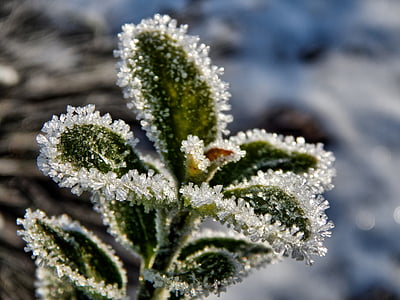 winter, nature, snow, plant, macro, frost, ice