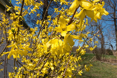 Forsythien, Garten Forsythie, Gold lila, Goldene Glocken, Blüte, Bloom, forsythienblüte