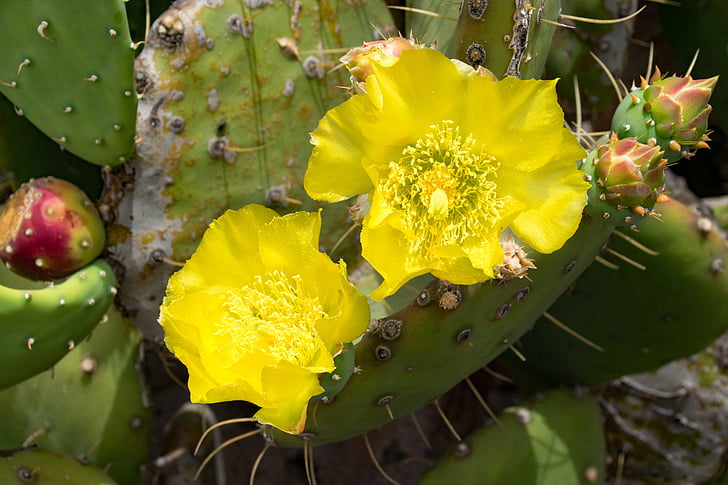 Jardin de cactus, cactus, flor, floración, Lanzarote, España, atracciones de África