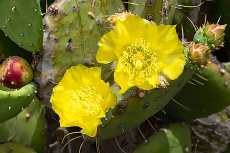 Jardin de cactus, Kaktuss, zieds, Bloom, Lanzarote, Spānija, Africa atrakcijas