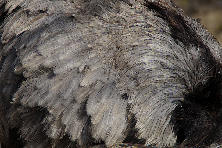 rhea bird, plumage, feather, close, structure, spring dress, texture