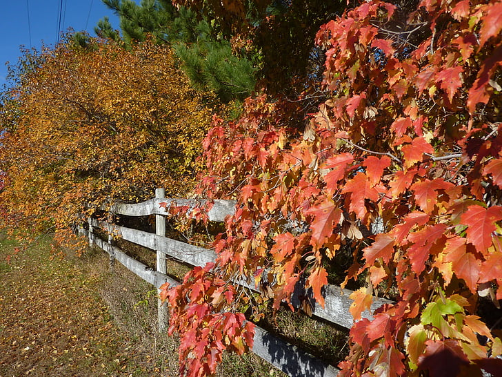 padec, jeseni, oranžna, narave, rumena, gozd, listi