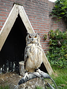Owl, đêm chim, đào tạo, động vật ăn thịt, trên thanh