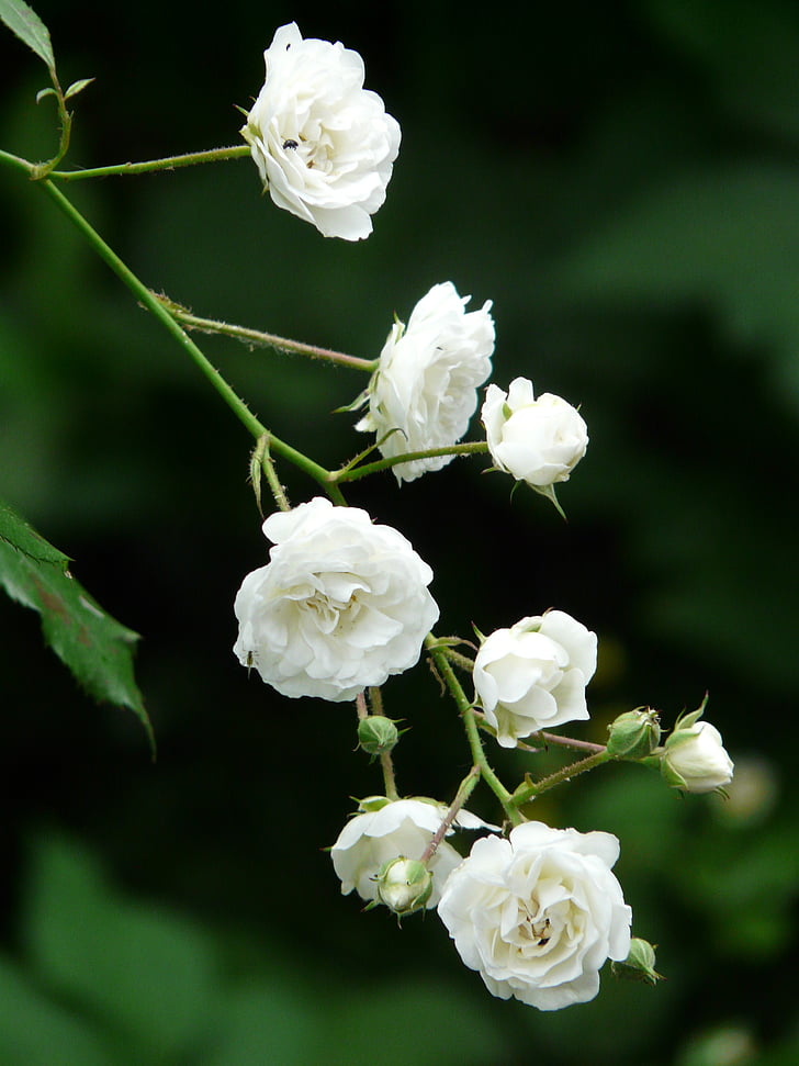 steeg, wit, struik rose, puur wit, bloemen, Flora, Bud
