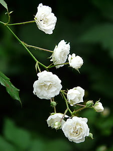 slējās, balta, krūmu rozes, tīri baltas, ziedi, Flora, bud