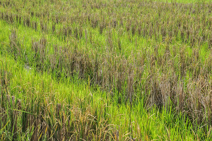 Paddy, arrozal, verde, Indonésia, grama, após a colheita, colheita
