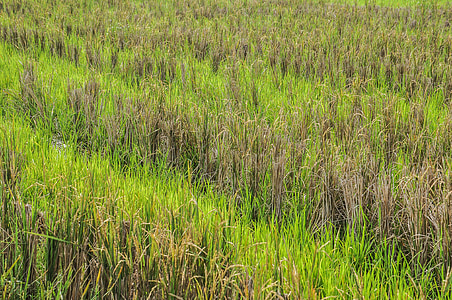 Paddy, Rizsföld, zöld, Indonézia, fű, betakarítás után, betakarítás