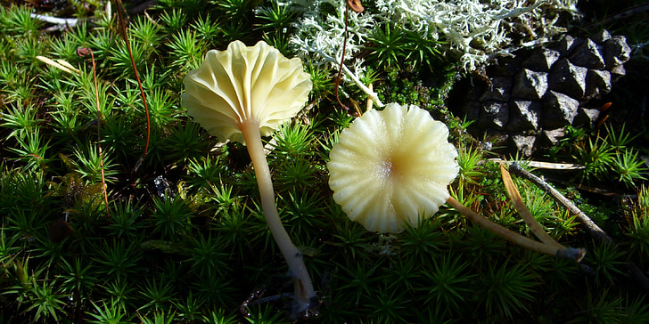 蘑菇, 青苔, 蘑菇帽, 锥