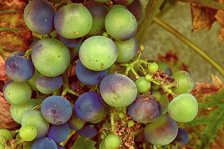 葡萄, 葡萄, 葡萄树, 葡萄藤股票, rebstock, 绿色, 蓝色