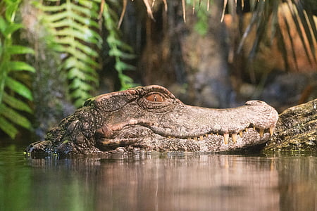 Alligator, moeras, reptielen, dier, dieren in het wild, natuur, krokodil