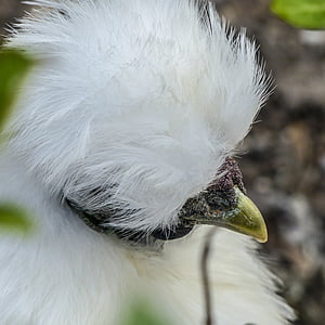 chicken, downs, fluffy, white, beautiful, feathered, animal