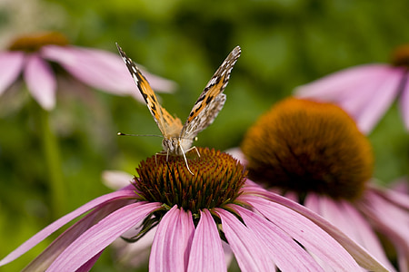 butterfly, echinacea, sun hat, macro, nature, spring