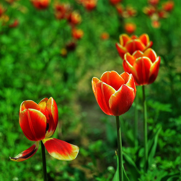 red, tulip, discourse