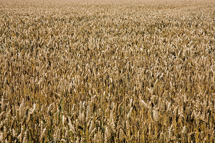 blé, Or, champ de blé, arrière-plan, fond d’écran, grain, cultures