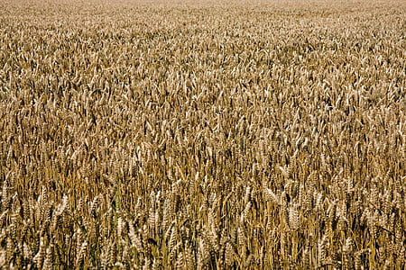 pšenica, zlatý, pšeničné polia, pozadie, Tapeta, zrno, plodiny