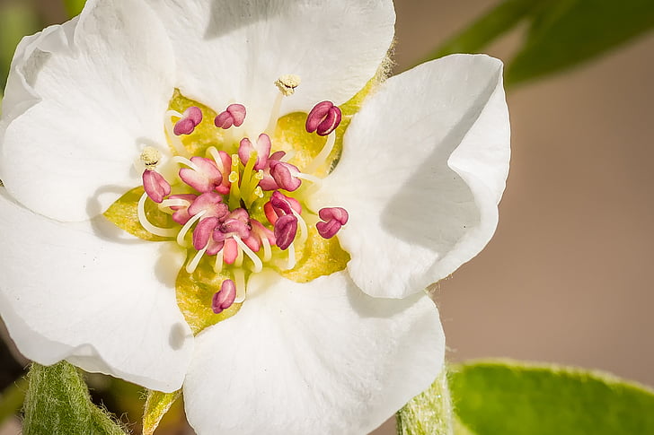 pear blossom, blossom, bloom, spring, garden, white, nature