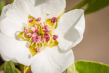 Pear blossom, květ, Bloom, jaro, zahrada, bílá, Příroda