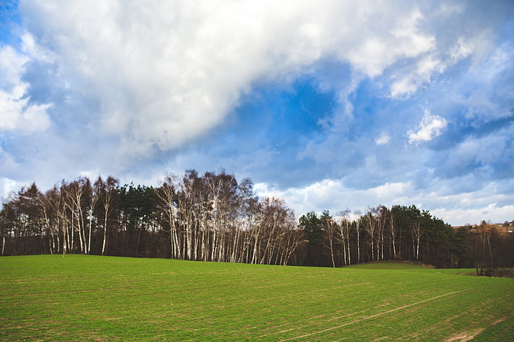 pole, zelená, krajina, Příroda, obloha, modrá, mraky